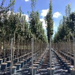 Javor poľný (Acer campestre) ´LIENCO´® - výška 320-340 cm, obvod kmeňa 8/10 cm, kont. C30L